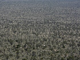 Joshua Tree Forest