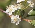 Bitter cherry (Prunus emarginata) close