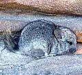 Chinchilla brevicaudata in the wild.