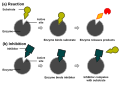 Competitive inhibition (originally by Jerry Crimson Mann and TimVickers)