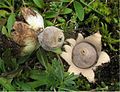 Vignette pour Geastrum minimum