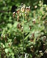 Fendler's meadow rue, male flowers close