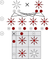 Image 35Mendelian inheritance states characteristics are discrete and are inherited by the parents. This image depicts a monohybrid cross and shows 3 generations: P1 generation (1), F1 generation (2), and F2 generation (3). Each organism inherits two alleles, one from each parent, that make up the genotype. The observed characteristic, the phenotype, is determined by the dominant allele in the genotype. In this monohybrid cross the dominant allele encodes for the colour red and the recessive allele encodes for the colour white. (from History of genetics)