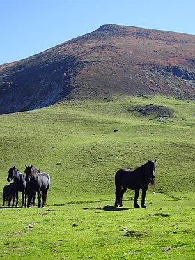 Le pic de la Calabasse et chevaux de Mérens en octobre 2005.