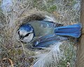 Parus caeruleus