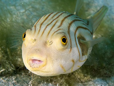 "Striped_puffer_(Arothron_manilensis)_(43419852851).jpg" by User:Iifar