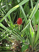 Aechmea magdalenae