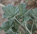 Sphaeralcea ambigua) closeup of leaves