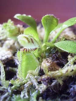 Cephalotus follicularis.