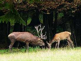 Isokauriita (Cervus elaphus)