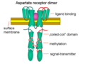 Chemotaxis receptor Asp