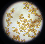 Several dozen light brown objects, somewhat resembling seeds, on a clear background.