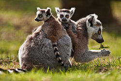 Kaķu lemurs (Lemur catta)