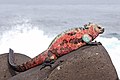 Image 22 Marine Iguana Photo: Benjamint444 The marine iguana (Amblyrhynchus cristatus) is an iguana found only on the Galápagos Islands that has the ability, unique among modern lizards, to live and forage in the sea, making it a marine reptile. It can dive over 10 m (33 ft) deep and mainly lives on the rocky coasts, but can also be spotted in marshes and mangrove beaches. More selected pictures