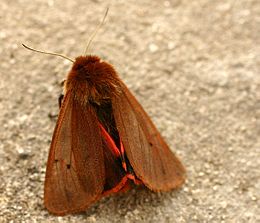 Rudoji meškutė (Phragmatobia fuliginosa)