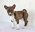 Brindle valp