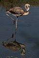 Un esemplare giovane al Ghadira Nature Reserve, Malta