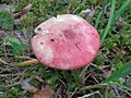 Russula vesca