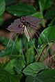 Tacca chantrieri