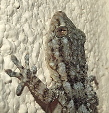 Tarentola mauritanica (Geko Comune)