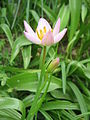 Tulipa saxatilis