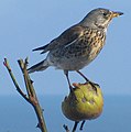 Boqije (Turdus pilaris)