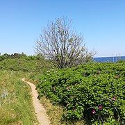 Rosenhecke am Strand in der Nähe von Vik, Skåne (Südschweden)