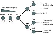 Blood cell lineage. Based on self-renewal ability.
