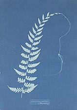 Anna Atkins, Asplenium radicans (Jamaica), ca. 1850