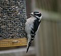 Male Downy Woodpecker