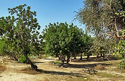 פארק קנדה - האזור המשוער של המחנה הסלאוקי