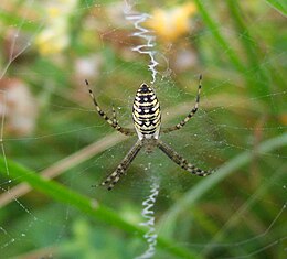 Paprastasis vapsvavoris (Argiope bruennichi)