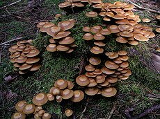 Kislioji kelmiukė (Kuehneromyces mutabilis)