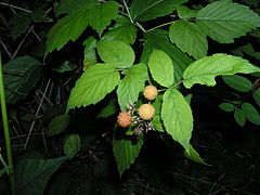 Yabani albino ahududu