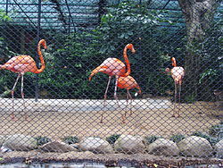 紅鸛（喺香港動植物公園）