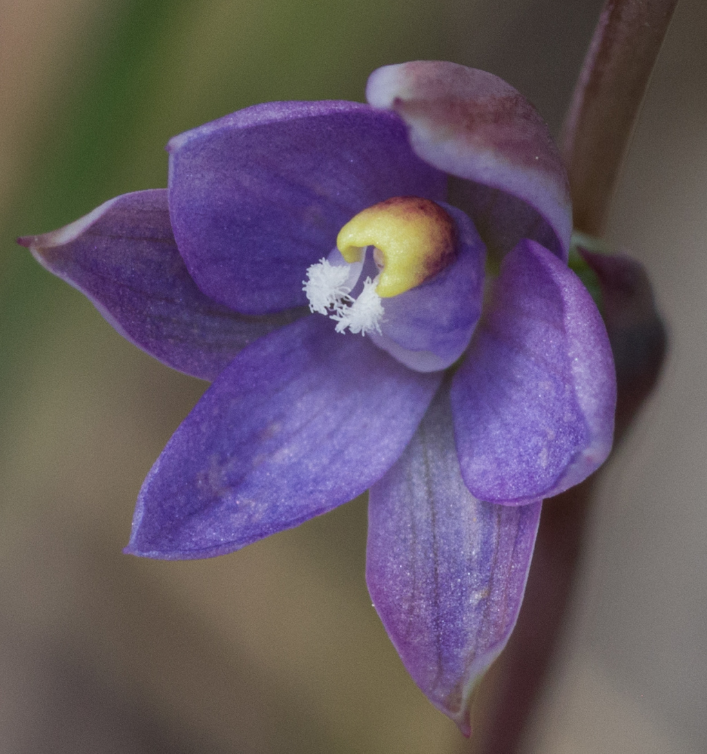 Thelymitra exigua (hero image)