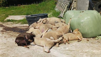 Blauwtong eist hoge tol: Al 23.000 schapen en 36.000 runderen overleden