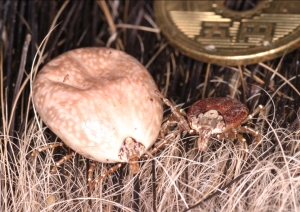 タカサゴキララマダニ