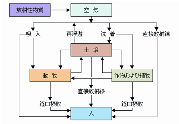 被ばく経路