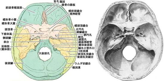 頭蓋底