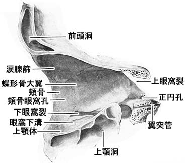 眼窩