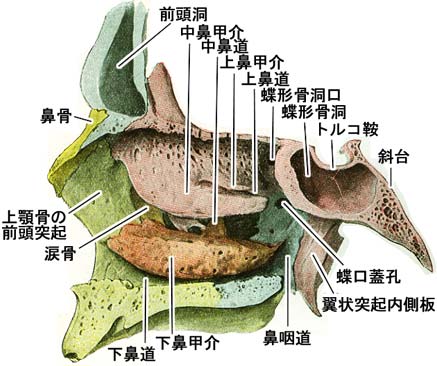 骨鼻腔