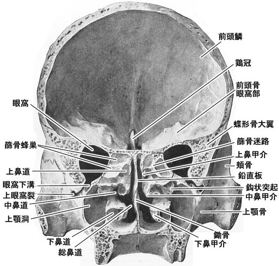 骨鼻腔