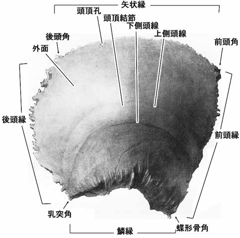 頭頂骨