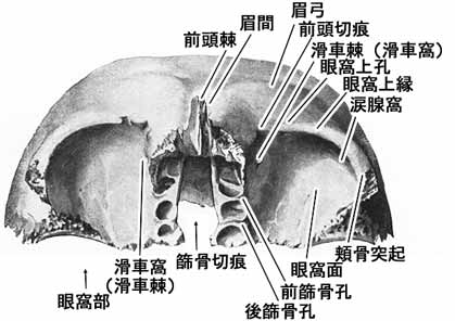 前頭骨