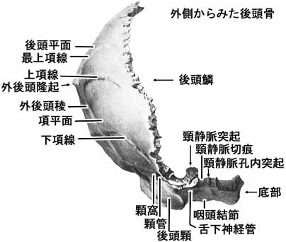 後頭骨