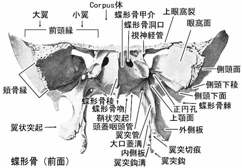 蝶形骨