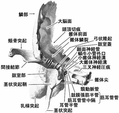 側頭骨