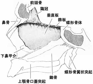 篩骨