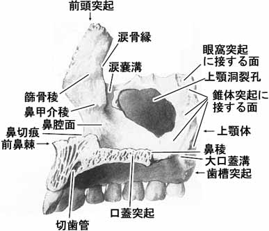 上顎骨